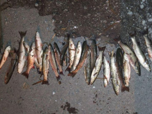 Мариупольские браконьеры, наловившие рыбы более, чем на 30 тысяч гривен, заплатят штраф (ФОТО)