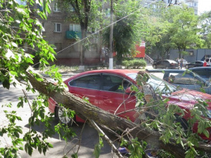 В Мариуполе дерево рухнуло на парковку с машинами (ФОТОФАКТ)