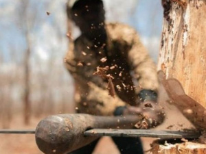 Военный незаконно рубил лес под Мариуполем