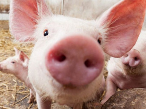 Грозит ли африканская чума свиньям в Мариуполе?