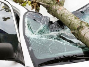 В Мариуполе на припаркованные автомобили падают деревья