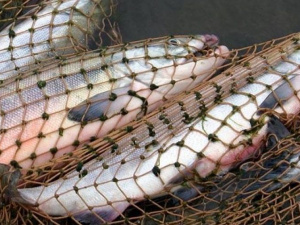 В Мариуполе с первого апреля запретят вылов рыбы