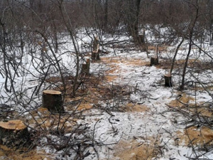 В Донецкой области на горячем задержали «черных лесорубов»