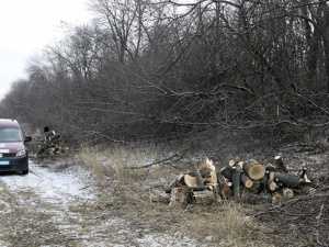 В Кальмиусском районе поймали нелегальных лесорубов