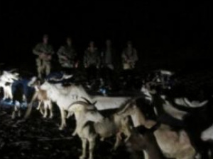В Луганской области двое украинцев перегоняли в Россию коз