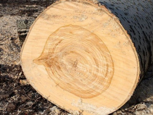 Мариупольские дровосеки срубили 181 дерево