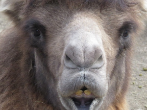 В Мариуполе обнаружен верблюд – мимический гений (ФОТОФАКТ)