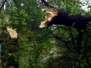 В Мариуполе шторм: ходить под деревьями нельзя!