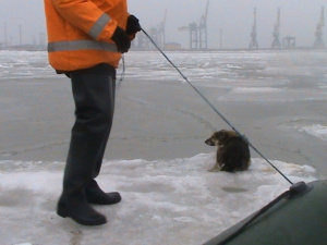 В Мариуполе спасали собачку, оказавшуюся на льдине в море