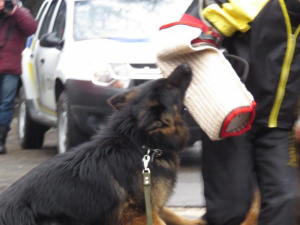 В Мариуполе умные собаки «учат» немецкий язык и ошеломляют преступников (ФОТО+ВИДЕО)