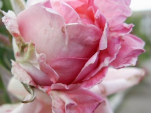 В парке 40-летия Победы Мариуполя высадят 50 кустов роз