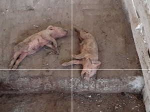 Под Мариуполем боевики обстреляли ферму, погибли животные (ФОТО)
