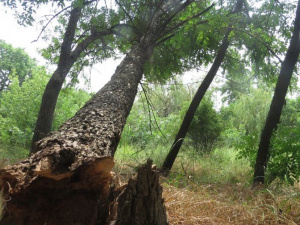 В Мариуполе ураганный ветер свалил около 40 деревьев (ФОТО)