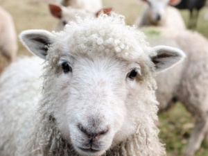 Овцы-«халяль»: фермер Донетчины снабжает шерстью Турцию