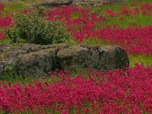 Вблизи Мариуполя расцвела уникальная приазовская степь - заповедник Каменные могилы (ВИДЕО)