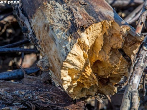 В Мариуполе спиливают старые деревья (ФОТО)