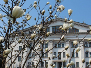 В центре Мариуполя распустились магнолии (ФОТОФАКТ)