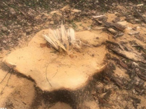 На Донетчине чиновники наживались на незаконной вырубке леса: ущерб превысил два миллиона гривен