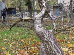 В Мариуполе увеличивается скорость ветра и вместе с деревьями падает температура (ФОТОФАКТ)