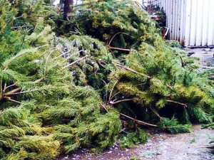 «С отступающим»: Куда в Мариуполе сдавать елки после Нового года?