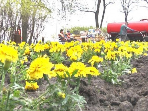 Массовая высадка однолетних: Мариуполь украсят еще около 230 тысяч цветов