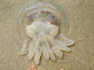 Медуза обожгла четырехлетнего ребенка на мариупольском пляже