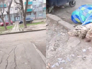 Деградація Маріуполя: окупанти влаштували забій тварин у дворах житлових будинків