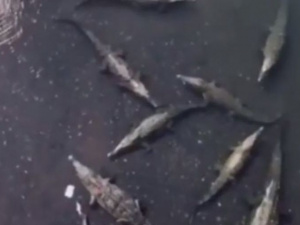 Турист уронил смартфон в кишащую крокодилами реку (ВИДЕО)