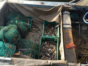 Браконьеры выловили рыбы вблизи Мариуполя на более 50 тысяч гривен (ФОТО)
