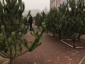 В Мариуполе уже продают елки. Сколько стоит новогодняя красавица? (ФОТОФАКТ)