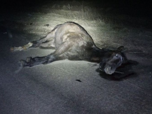 На трассе в Мариуполе от столкновения со Skoda Octavia погибла лошадь (ФОТО+ВИДЕО)