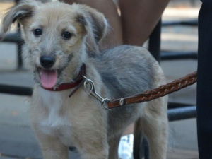 В Мариуполе ищут новых хозяев для бездомных животных