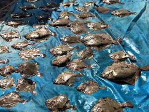 В Азовском море задержали браконьеров с крупным уловом (ФОТО)