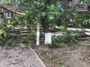 В Мариуполе возле жилого дома упало дерево: разбит автомобиль (ФОТОФАКТ)