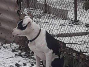 В Мариуполе собака бойцовской породы свободно разгуливала по улице (ФОТО)