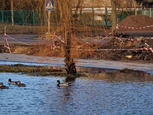 Утки облюбовали новую зону отдыха в Мариуполе