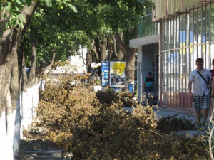 В центре Мариуполя заработала «парикмахерская» для райских яблонь (ФОТОФАКТ)