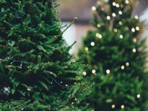 Праздник приближается: когда в Мариуполе начнут продавать новогодние елки и по какой цене