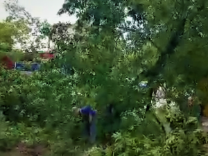 В Мариуполе большое дерево рухнуло на электропровода