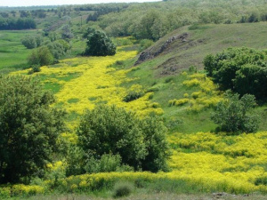 В Донецкой области взяли под охрану пять ботанических и ландшафтных заказников (ФОТО)