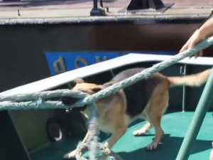 Собака из Крыма стала членом экипажа Мариупольского отряда морской охраны (ВИДЕО)