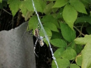 В Мариуполе обнаружили необычного паука-осу