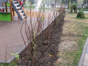 В Мариуполе вытоптанный газон в Театральном сквере спасают живой изгородью (ФОТОФАКТ)