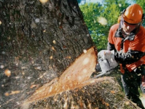 Мариупольские «лесорубы» спилили более 20 деревьев