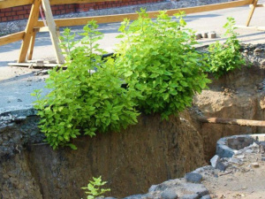Водовод или «роща»? Выяснилось, почему в Мариуполе зазеленел трубопровод (ФОТО)