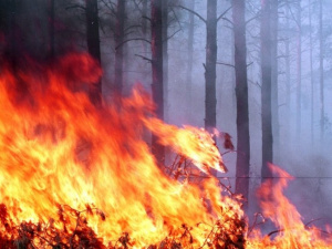 За время боевых действий сгорело больше трети заповедных зон Донбасса