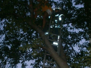 Зависшего на дереве мариупольца сняли спасатели (ФОТО)
