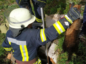 На Донетчине спасатели вытащили из колодца собаку (ФОТО)
