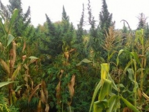 Жительница Луганщины собрала урожай конопли на 800 тысяч гривен