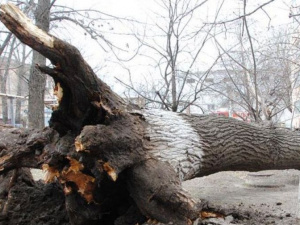 В мариупольском детском саду упало 15-метровое дерево